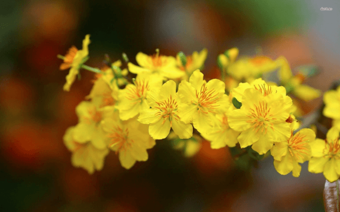 MAI VÀNG (Ochna integerrima – Yellow Mai flower)
