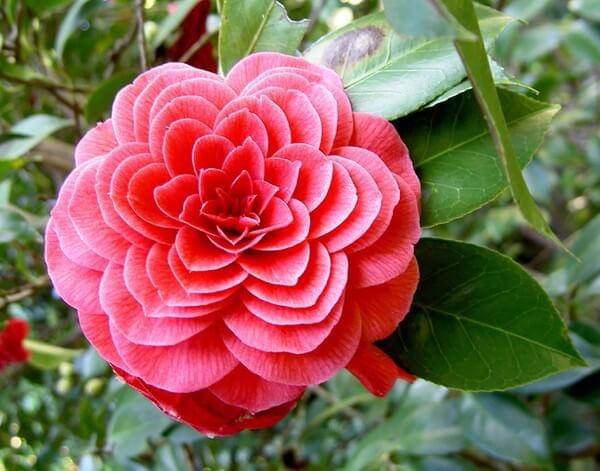 HOA HẢI ĐƯỜNG (Camellia)