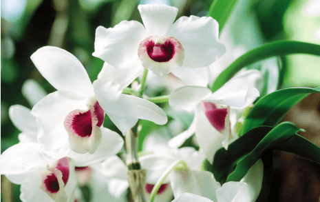 HOA LAN (Orchids)
